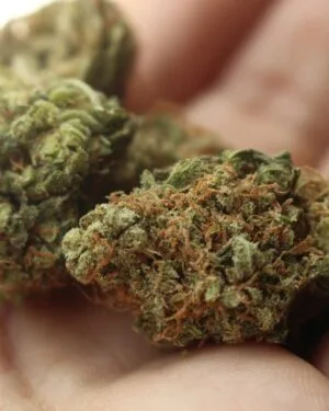 Cannabis Users Email List – 300K+ Contacts Database | LeadsBlue