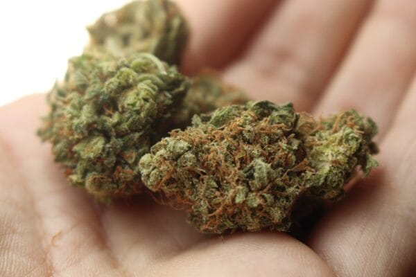 Cannabis Users And Weed Consumers