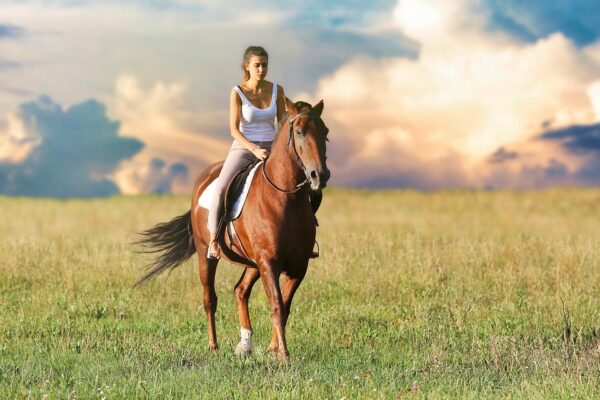 Horse Owners